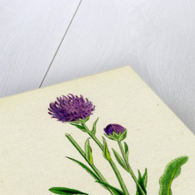 Phyteuma Orbiculare Round-Headed Rampion by Anonymous