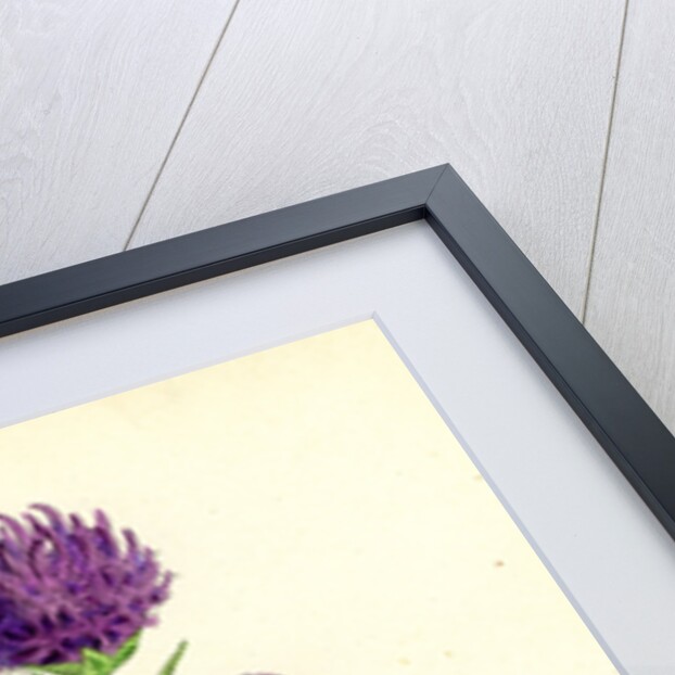 Phyteuma Orbiculare Round-Headed Rampion by Anonymous