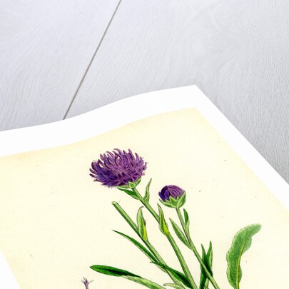 Phyteuma Orbiculare Round-Headed Rampion by Anonymous