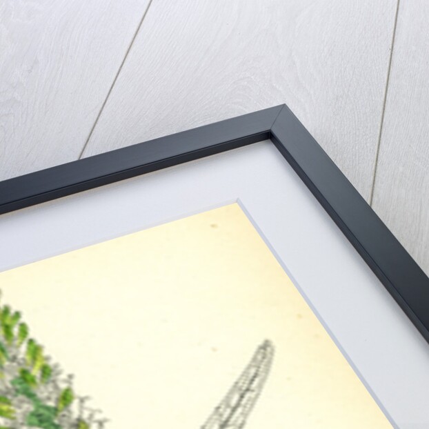 Phyteuma Spicatum Spiked Rampion by Anonymous