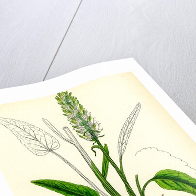 Phyteuma Spicatum Spiked Rampion by Anonymous