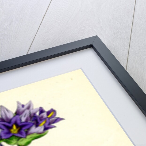 Campanula Glomerata Clustered Bell-Flower by Anonymous