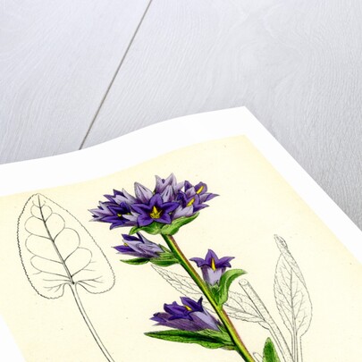 Campanula Glomerata Clustered Bell-Flower by Anonymous