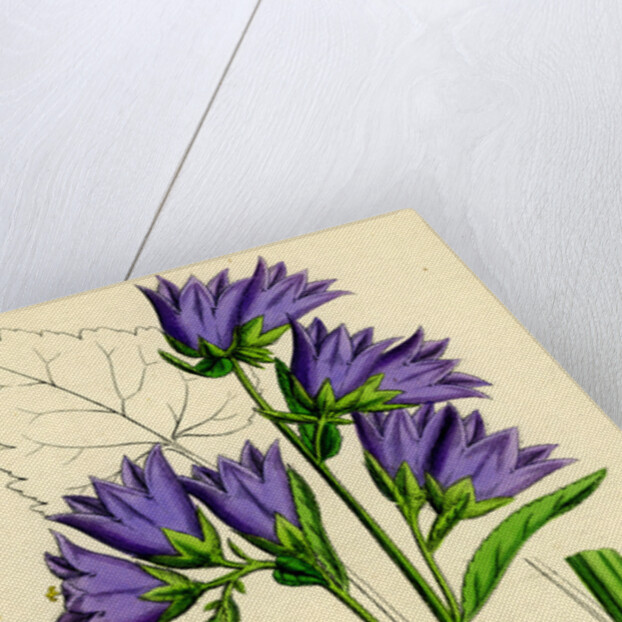 Campanula Trachelium Nettle-Leaved Bell-Flower by Anonymous