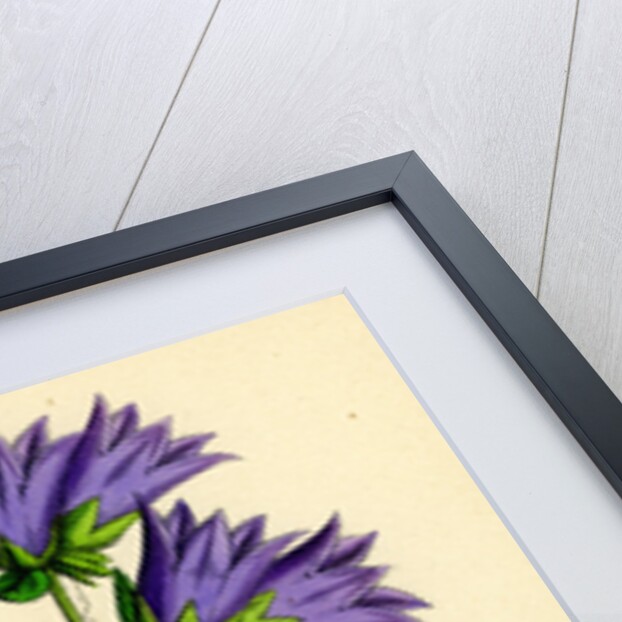 Campanula Trachelium Nettle-Leaved Bell-Flower by Anonymous