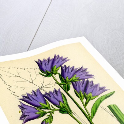 Campanula Trachelium Nettle-Leaved Bell-Flower by Anonymous