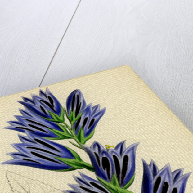 Campanula Latifolia Giant Bell-Flower by Anonymous