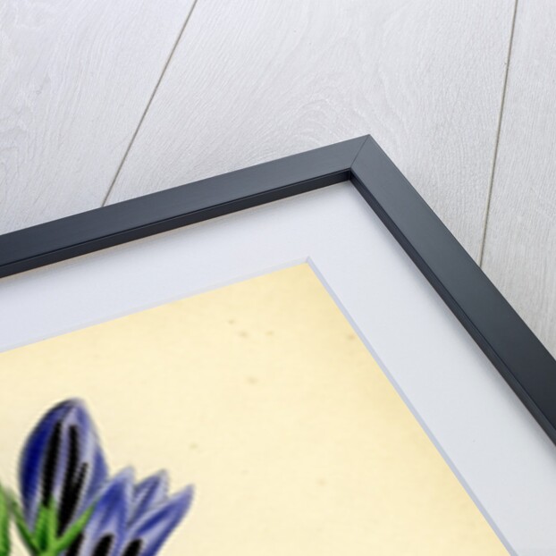 Campanula Latifolia Giant Bell-Flower by Anonymous