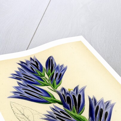 Campanula Latifolia Giant Bell-Flower by Anonymous