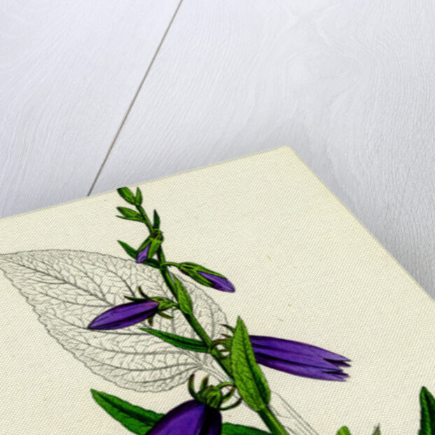 Campanula Rapunculoides Creeping Bell-Flower by Anonymous