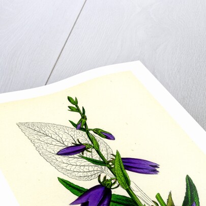 Campanula Rapunculoides Creeping Bell-Flower by Anonymous