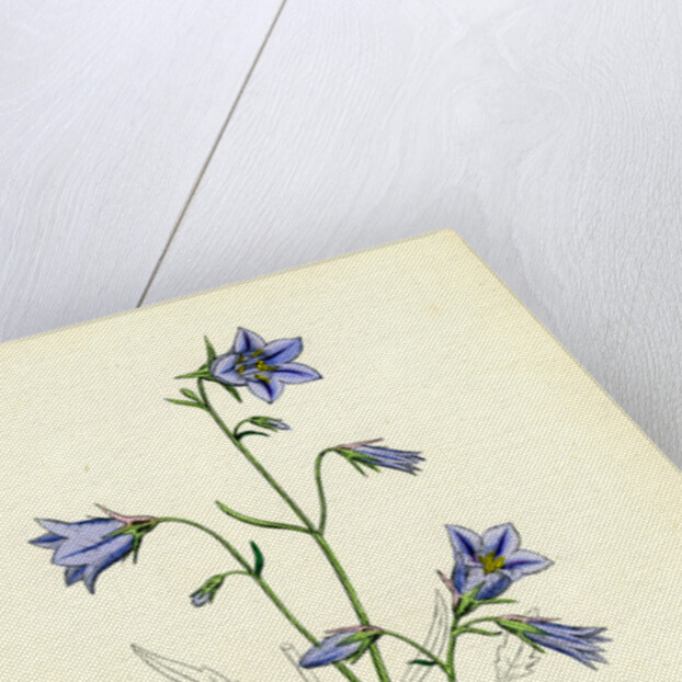 Campanula Rotundifolia Hare-Bell by Anonymous