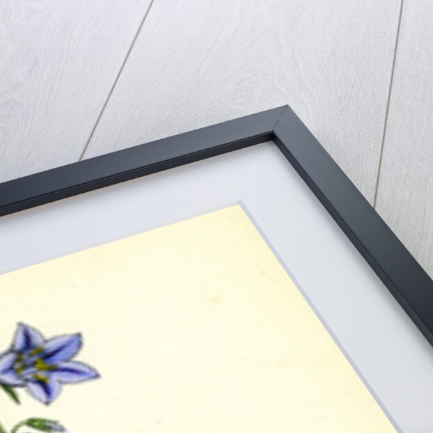 Campanula Rotundifolia Hare-Bell by Anonymous