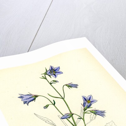 Campanula Rotundifolia Hare-Bell by Anonymous