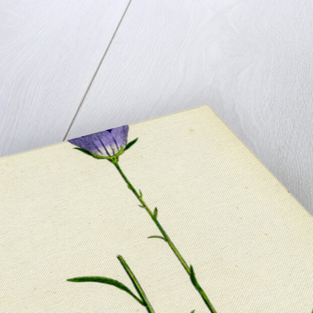 Campanula Persicifolia Peach-Leaved Bell-Flower by Anonymous