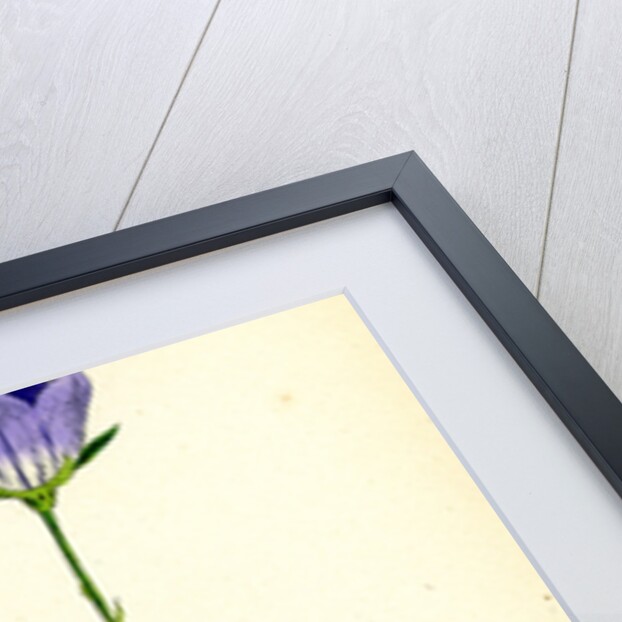 Campanula Persicifolia Peach-Leaved Bell-Flower by Anonymous