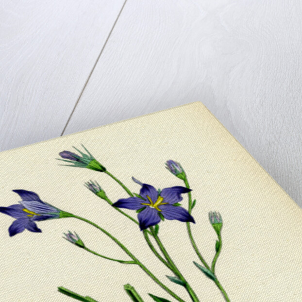 Campanula Patula Spreading Bell-Flower by Anonymous