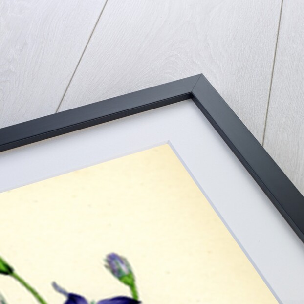 Campanula Patula Spreading Bell-Flower by Anonymous