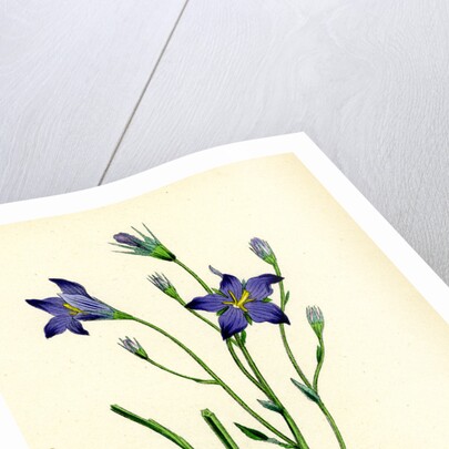 Campanula Patula Spreading Bell-Flower by Anonymous