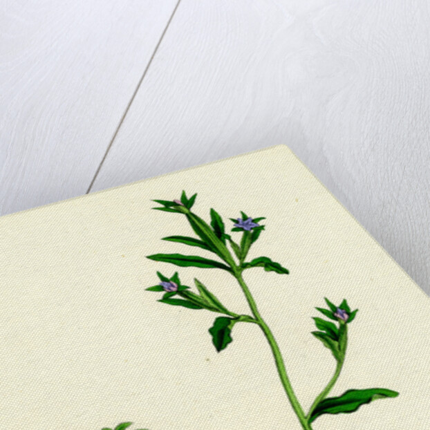 Campanula Hybrida Small-Flowered Venus'-Looking-Glass by Anonymous