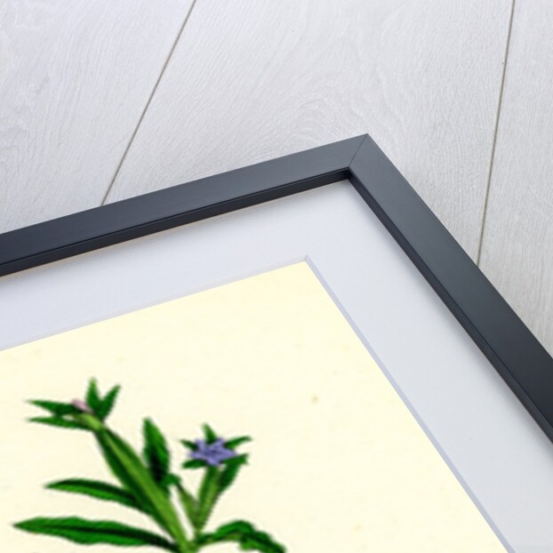 Campanula Hybrida Small-Flowered Venus'-Looking-Glass by Anonymous