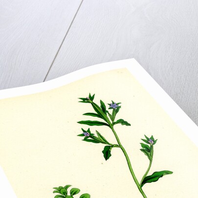 Campanula Hybrida Small-Flowered Venus'-Looking-Glass by Anonymous