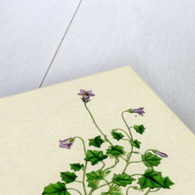Campanula Hederacea Ivy-Leaved Bell-Flower by Anonymous