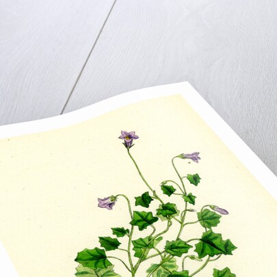 Campanula Hederacea Ivy-Leaved Bell-Flower by Anonymous