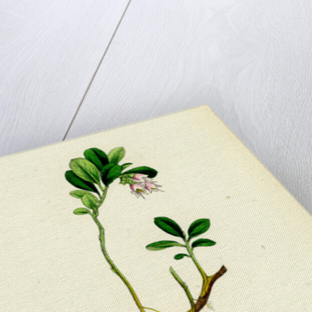 Vaccinium Vitis-Idaea Red Whortleberry by Anonymous