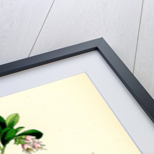 Vaccinium Vitis-Idaea Red Whortleberry by Anonymous