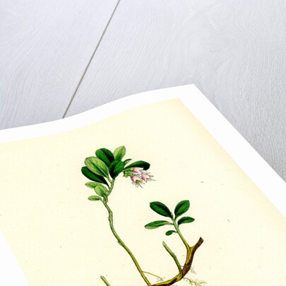 Vaccinium Vitis-Idaea Red Whortleberry by Anonymous