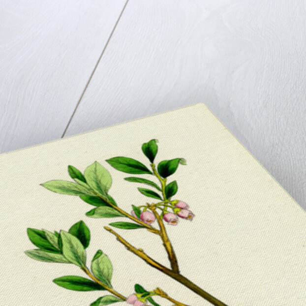 Vaccinium Uliginosum Great Bilberry by Anonymous