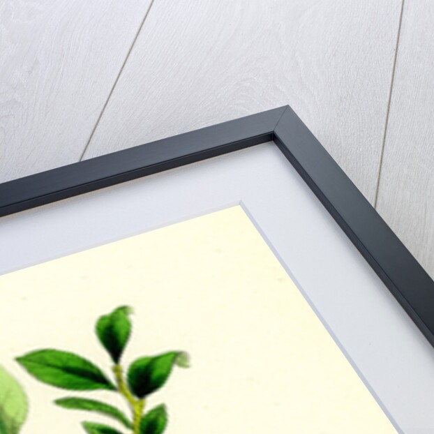 Vaccinium Uliginosum Great Bilberry by Anonymous