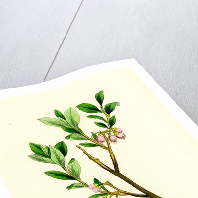 Vaccinium Uliginosum Great Bilberry by Anonymous