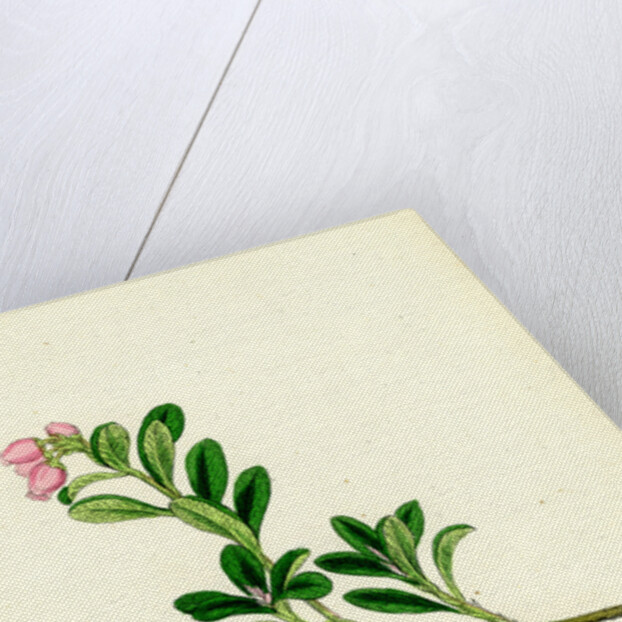 Arctostaphylos Uva-Ursi Common Bearberry by Anonymous