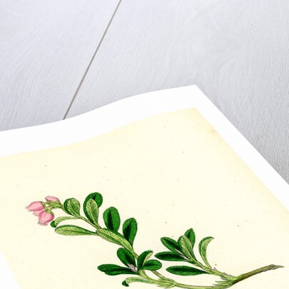 Arctostaphylos Uva-Ursi Common Bearberry by Anonymous