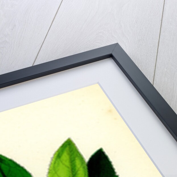 Arbutus Unedo Strawberry-Tree by Anonymous