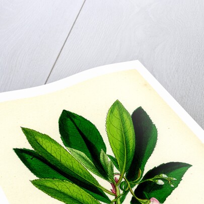 Arbutus Unedo Strawberry-Tree by Anonymous