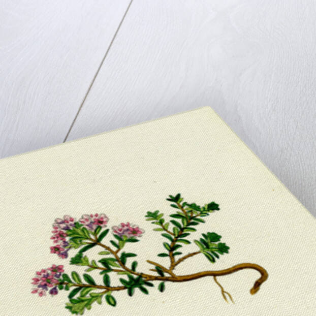 Loiseleuria Procumbens Trailing Azalea by Anonymous