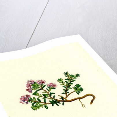 Loiseleuria Procumbens Trailing Azalea by Anonymous