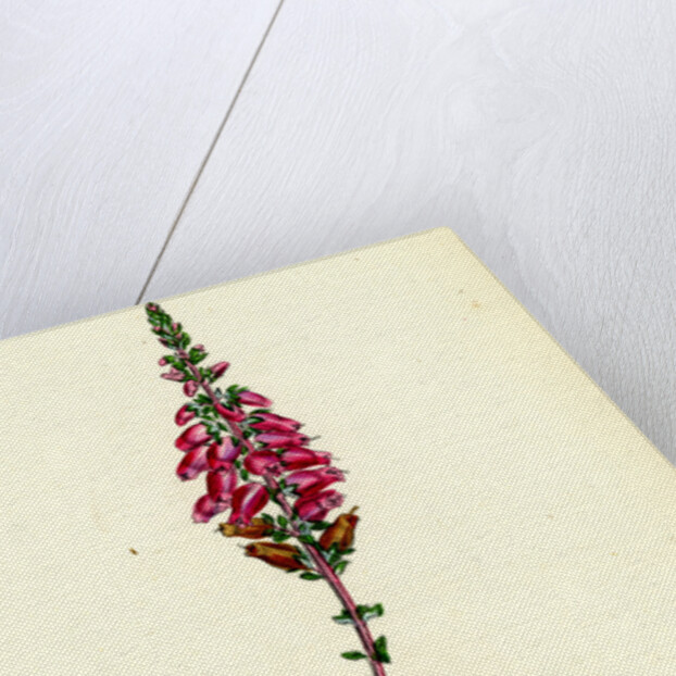 Erica Ciliaris Fringed-Leaved Heath by Anonymous