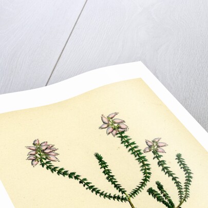 Erica Tetralici-Ciliaris Hybrid Between Fringed-Leaved and Cross-Leaved Heaths by Anonymous