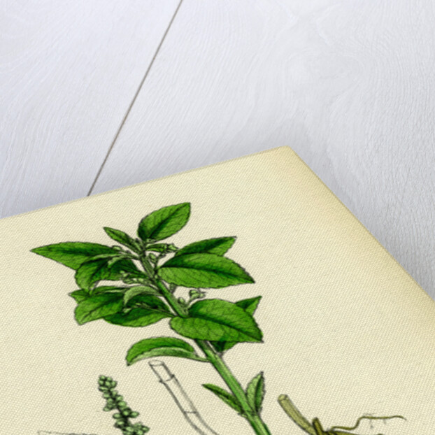 Mercurialis Perennis Perennial Dog's-Mercury by Anonymous