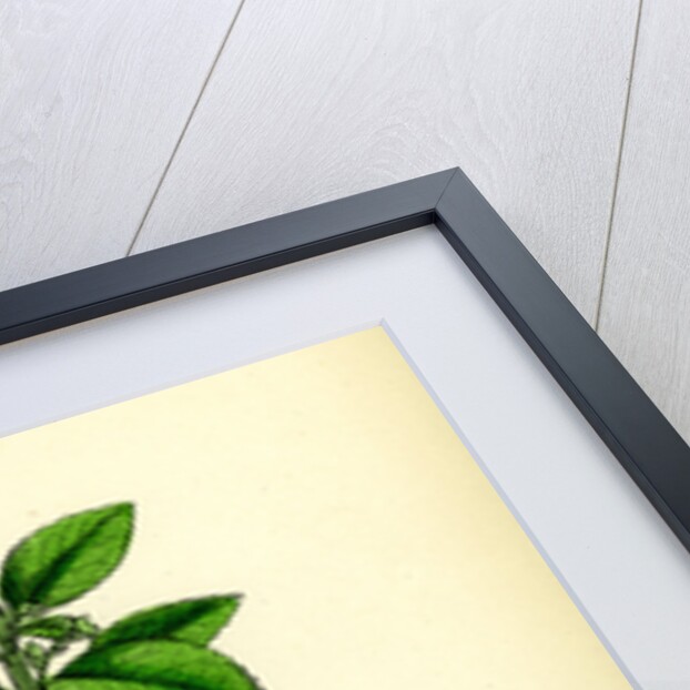 Mercurialis Perennis Perennial Dog's-Mercury by Anonymous