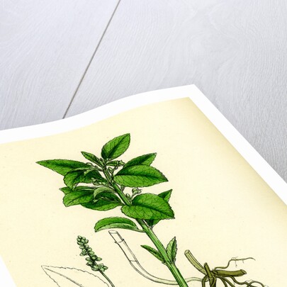 Mercurialis Perennis Perennial Dog's-Mercury by Anonymous