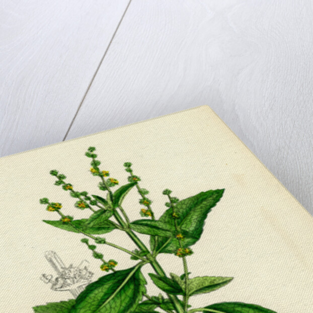 Mercurialis Annua Var. Genuina Annual Dog's-Mercury Var. A. by Anonymous