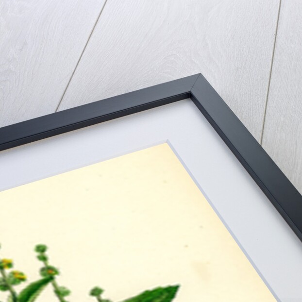 Mercurialis Annua Var. Genuina Annual Dog's-Mercury Var. A. by Anonymous