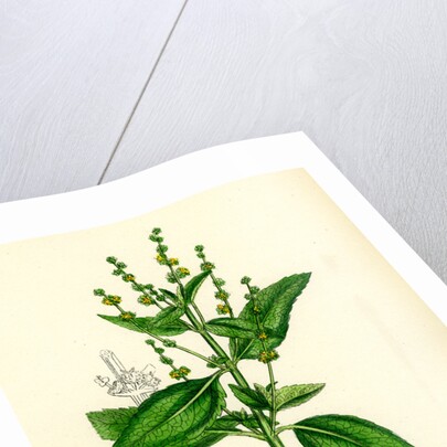 Mercurialis Annua Var. Genuina Annual Dog's-Mercury Var. A. by Anonymous