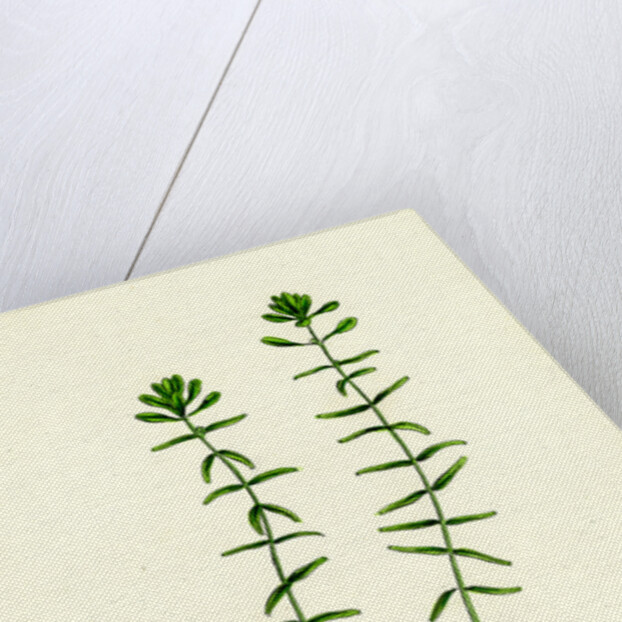 Callitriche Hamulata Hooked Water Starwort by Anonymous