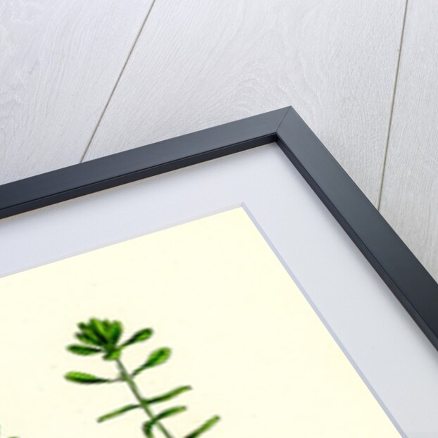 Callitriche Hamulata Hooked Water Starwort by Anonymous